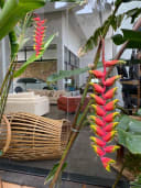 miniatura 26