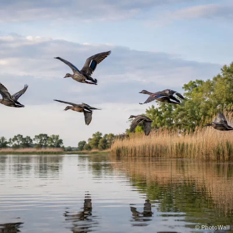 Birds
