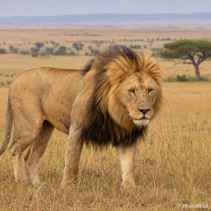 Lion