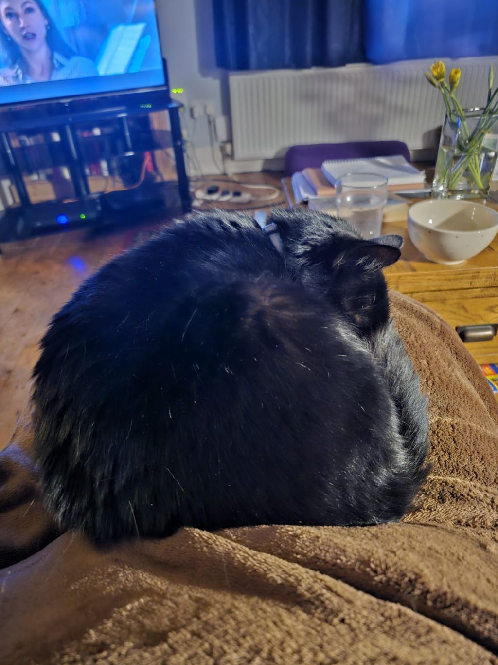 Roddy is a good lap cat