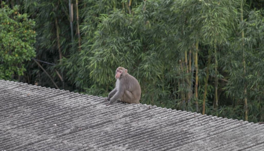 monkey-asbestos-roof