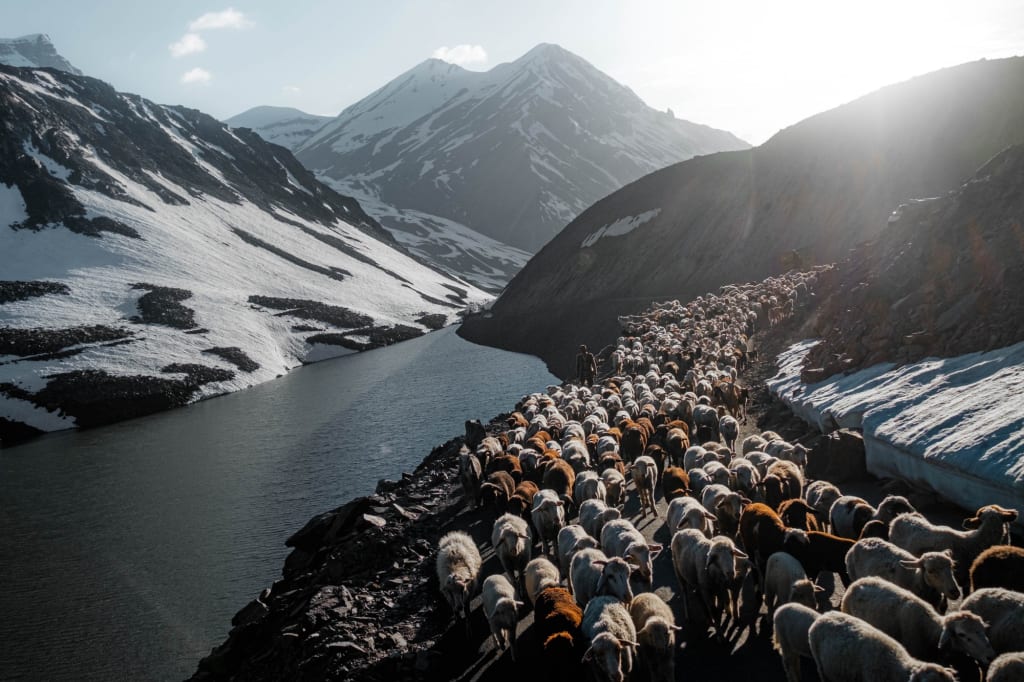 Himilayan goat herd