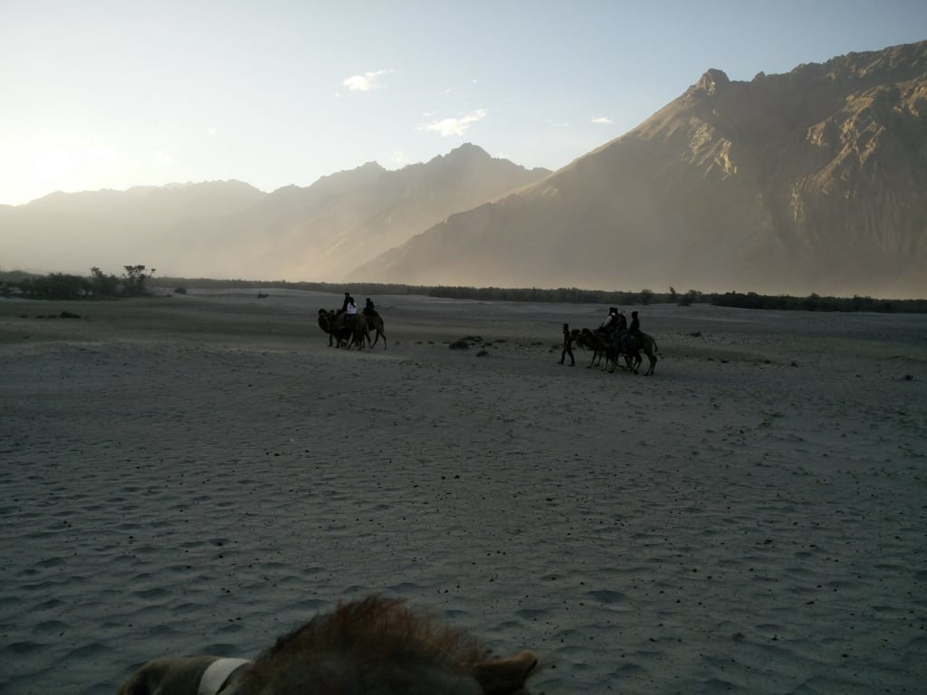 Camel trekking in Ladakh