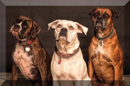Finetuned Bevel to three-dogs Finetuned Bevel to three-dogs