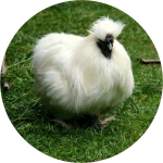 Circular crop using the 'max' radius value