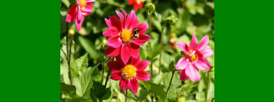 Image lpadded to a width and height of 250 pixels Image lpadded to a width and height of 250 pixels