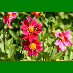 Image padded to a width and height of 300 pixels with green background Image padded to a width and height of 300 pixels with green background