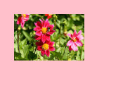 Image mpadded to a width and height of 200 pixels with gravity west Image mpadded to a width and height of 200 pixels with gravity west