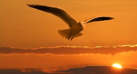 Crop to the largest tile