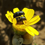 Bugs in a flower photo - g_auto cropping Bugs in a flower photo - g_auto cropping