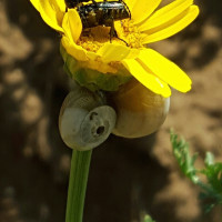 Bugs in a flower photo - default, centered cropping Bugs in a flower photo - default, centered cropping