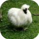 White chicken