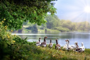 Original image with geese