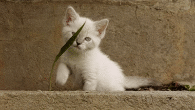 Kittens playing - animation respects motion preferences