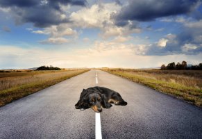 Dog on road