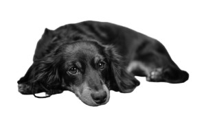 Dog on couch in grayscale with background removed