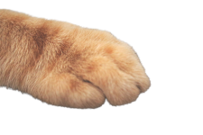 Furry paw