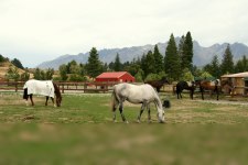 Bottom quarter of horse picture blurred