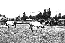 Black and white image of horses cartoonified