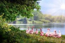All geese recolored to pink