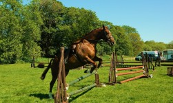 Horse with person removed