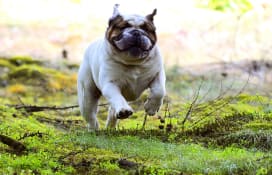 Dog with stick removed