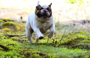 Dog with stick removed