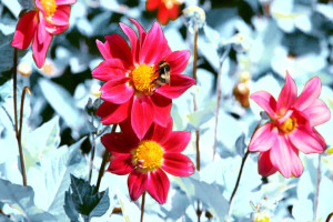 Transformed sample image