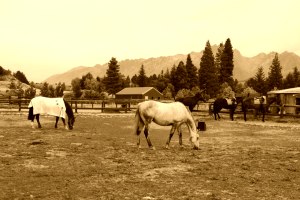 Sepia effect applied to an image Sepia effect applied to an image