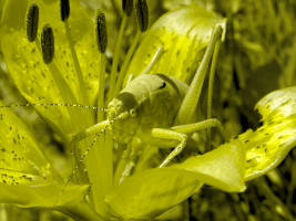 Grasshopper camouflaged when simulating color blind condition