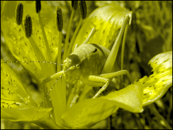 Flower and grasshopper as seen by someone with deuteranopia