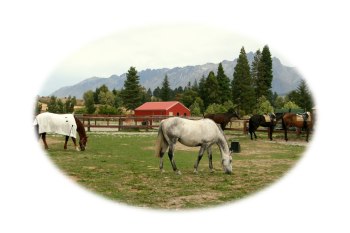 Horse image with vignette Horse image with vignette