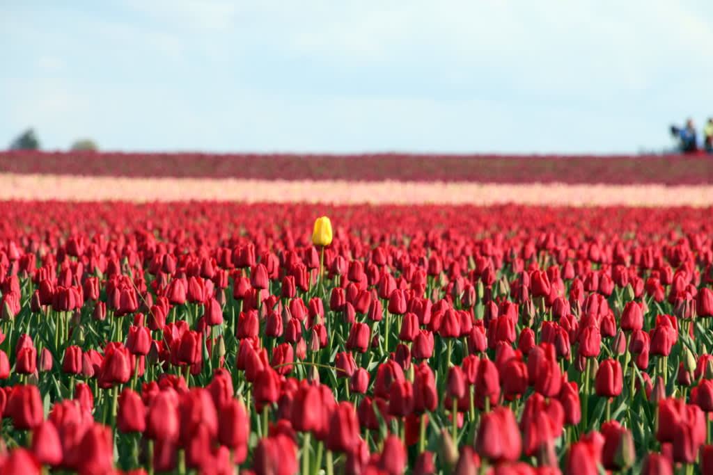 Foto contoh: bunga tulip kuning