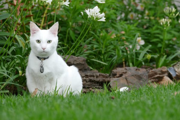 A white cat, off-center