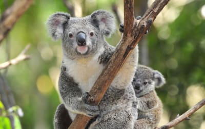 Original koala photo