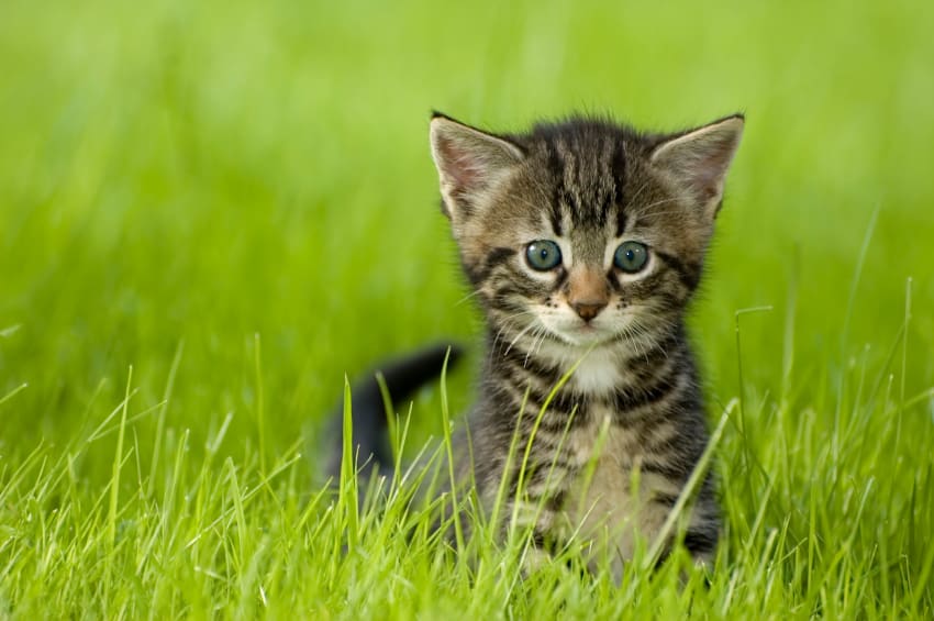 kitten on a blanket