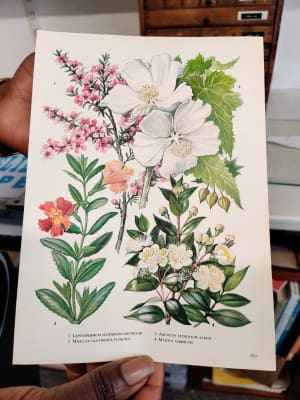 Page of a book showing flowers