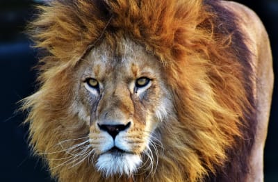 full resolution lion