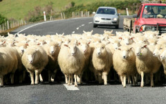 Sheep image delivered in original format