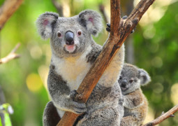 Cropped koala photo with increased saturation