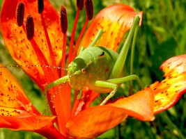 Red flower with green grasshopper