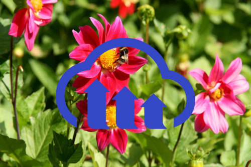 Image with overlay Image with overlay
