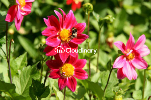 Image with overlay Image with overlay
