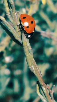 image with iwltbap_aspen LUT