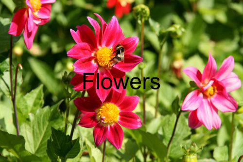 Adding dynamic text to image Adding dynamic text to image