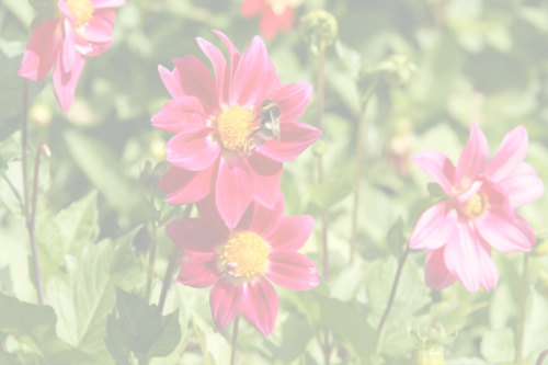 Image delivered with 50% opacity Image delivered with 50% opacity