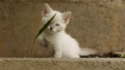 Still frame from kitten animation