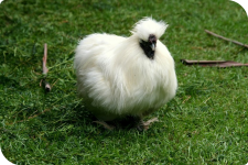 4 rounded corners, 2 of 20 and 2 of 80