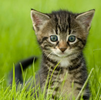 Smartly cropped kitten photo