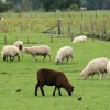 brown_sheep brown_sheep